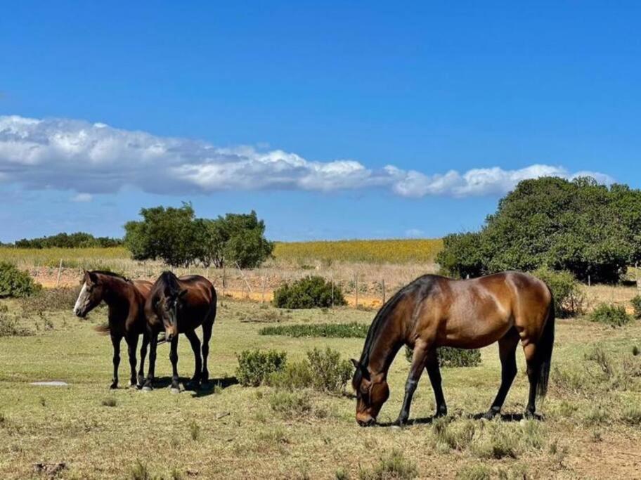 Heron Cottage - Living The Breede Malgas Buitenkant foto